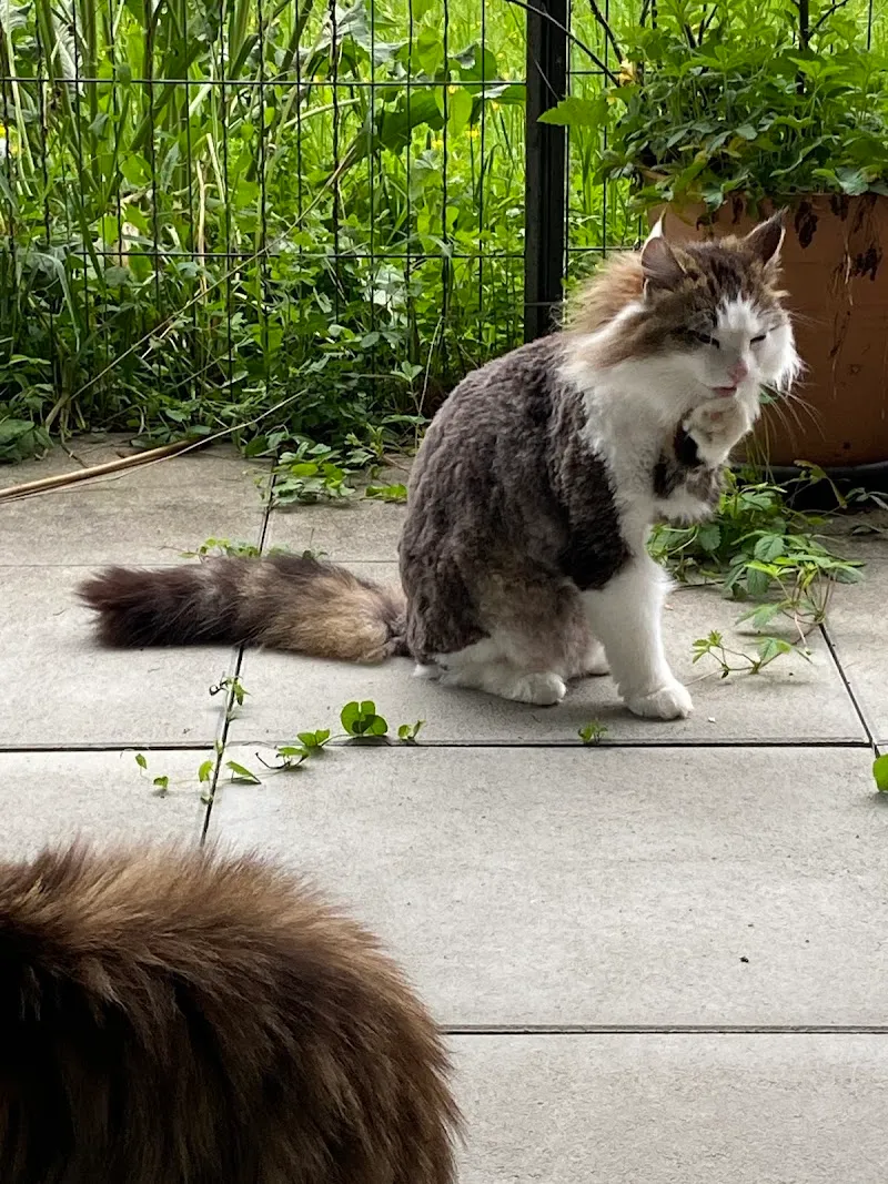 katzencoiffeur.ch — Service animalier, Egliswil, Argovie. Foto 2