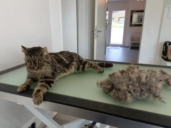 katzencoiffeur.ch — Service animalier, Egliswil, Argovie. Foto 3
