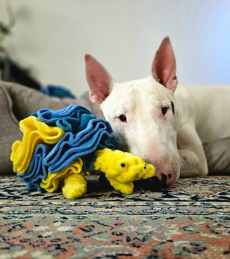 Swiss Dog Toys — Animalerie, Steinhausen, Zoug. Foto 2