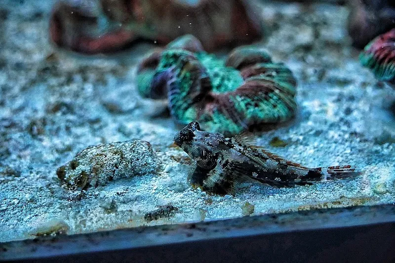 Aqua-Matrix Corals GmbH — Zoofachhandel in Horgen, Zürich. Bewertung 4.9/5.