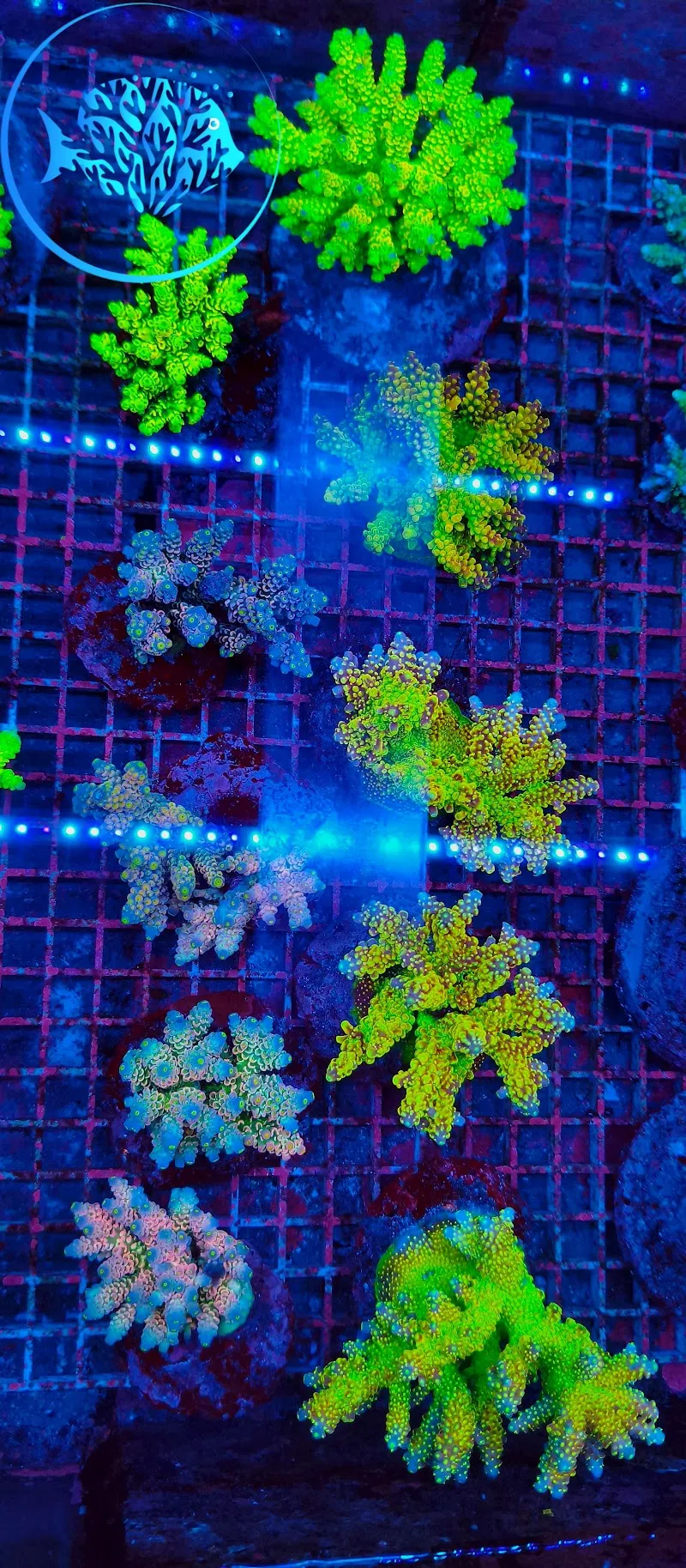 Aqua-Matrix Corals GmbH — Zoofachhandel, Horgen, Zürich. Foto 2