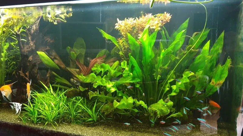 Aquarium und Teich AG — Zoofachhandel, Villmergen, Aargau. Foto 2