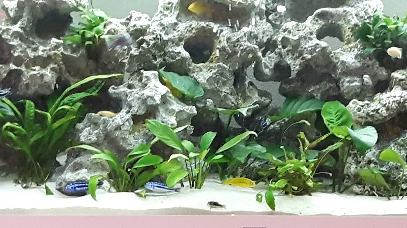 Aquariumgeschäft, Aquarium und Terrarium Obfelden, Bernadette Schneiter — Zoofachhandel, Obfelden, Zürich. Foto 2