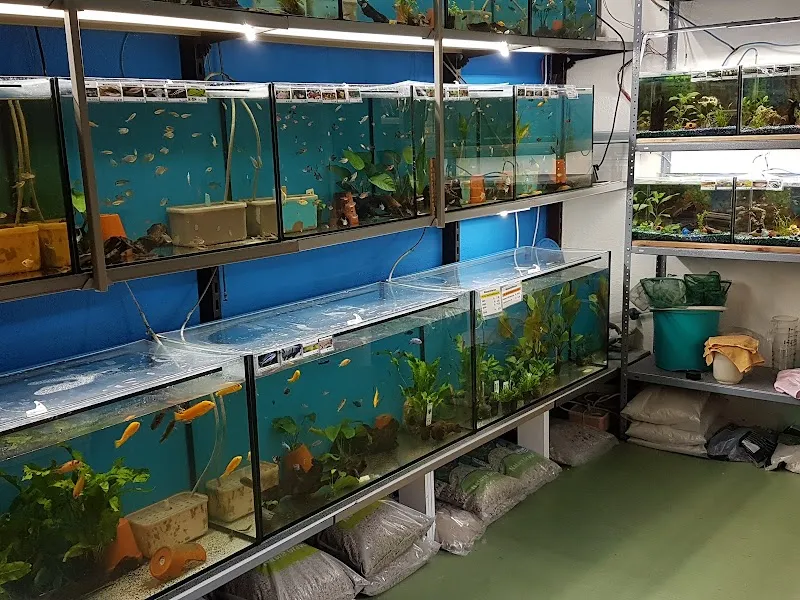 Aquariumgeschäft, Aquarium und Terrarium Obfelden, Bernadette Schneiter — Zoofachhandel, Obfelden, Zürich. Foto 3