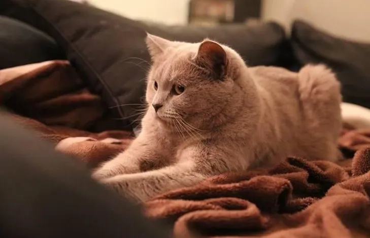 Sitty Cat — Katzenpension in Schindellegi, Schwyz. 