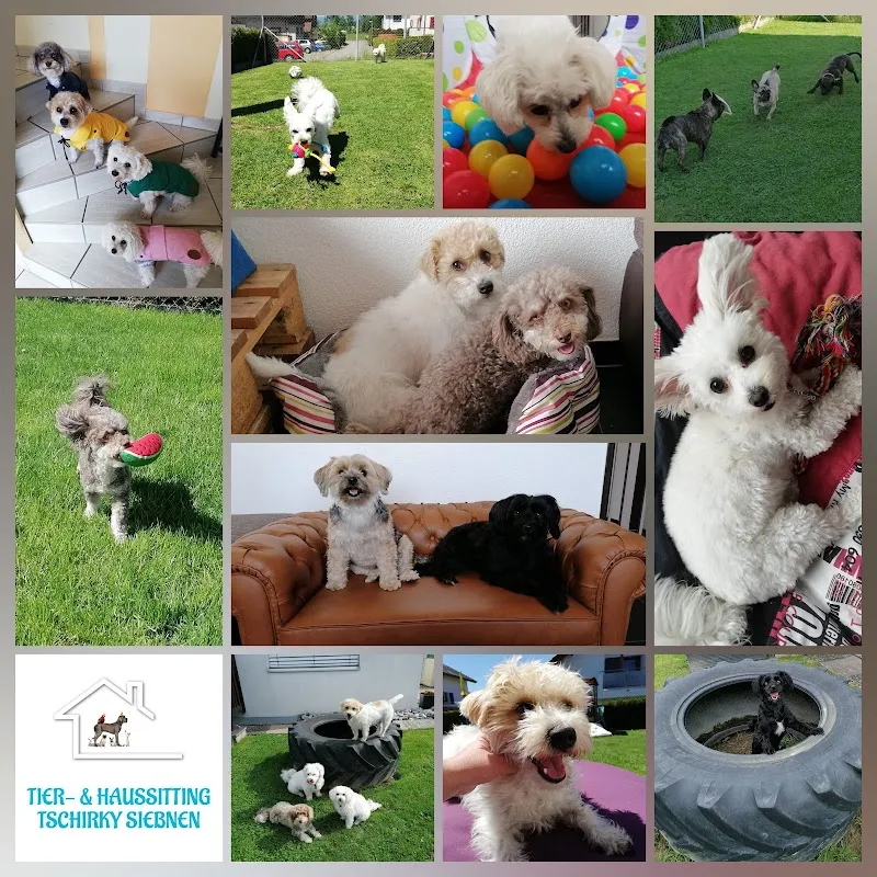 Tier- & Haussitting Tschirky Siebnen — Katzenpension in Galgenen, Schwyz. Bewertung 5.0/5.
