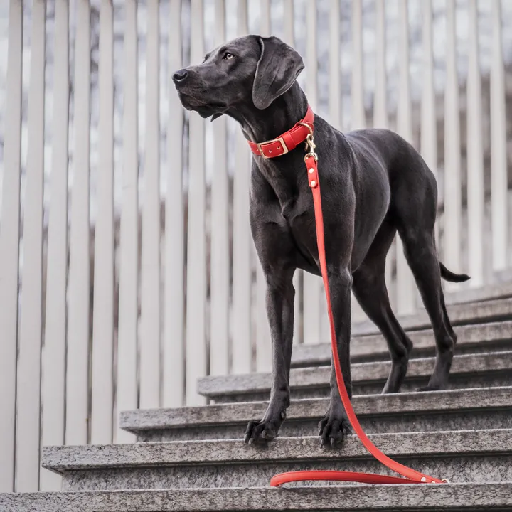 Canis Major — Zoofachhandel in Wallisellen, Zürich. 