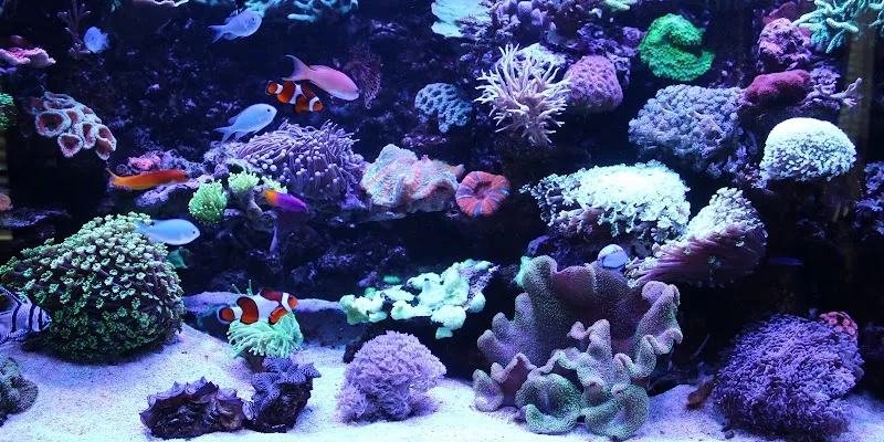 Coral Dreams GmbH — Zoofachhandel, Oberglatt, Zürich. Foto 2