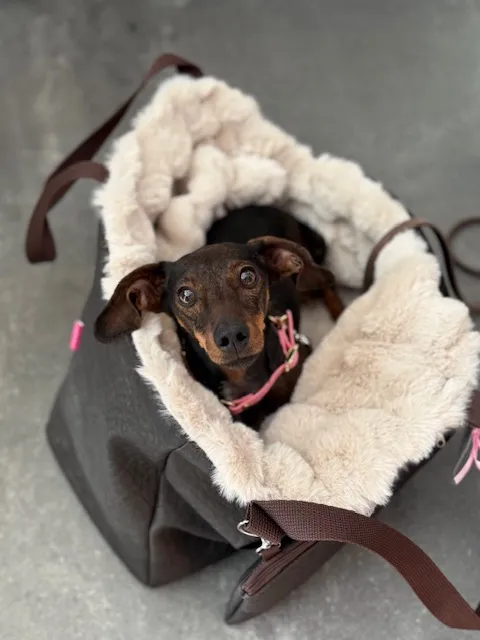 DOG LOVER — Zoofachhandel, Kloten, Zürich. Foto 2