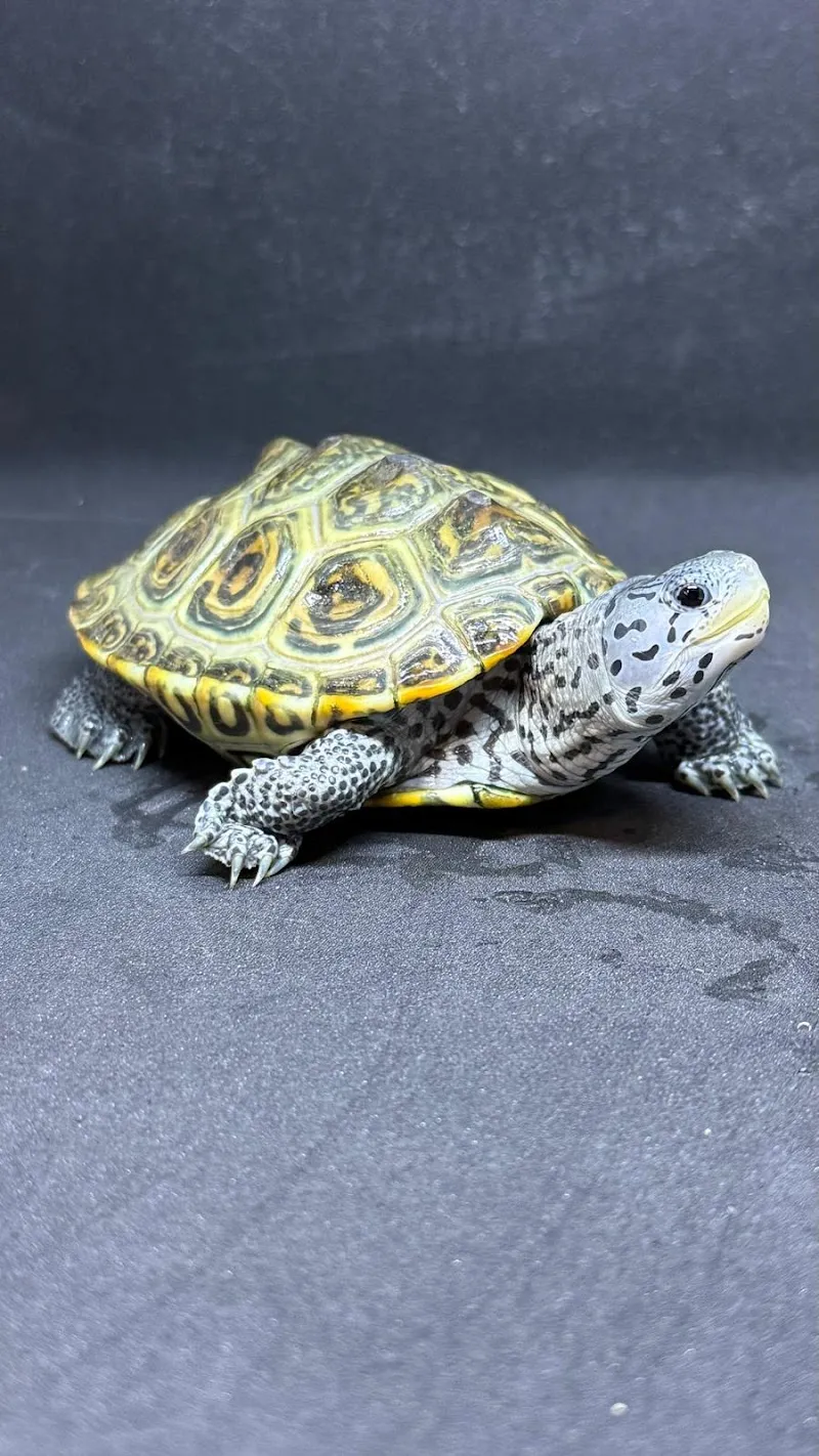 Diamant Schildkröten — Animalerie, Elsau, Zurich. Foto 2