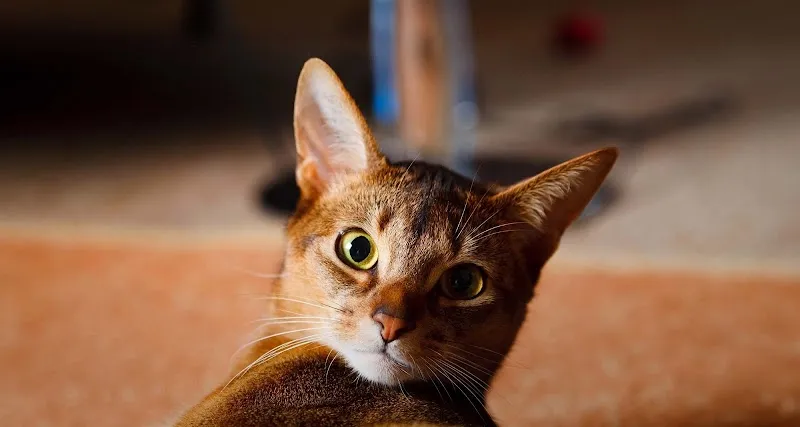 DogCat-Shop — Zoofachhandel in Zollikon, Zürich. Bewertung 4.6/5.