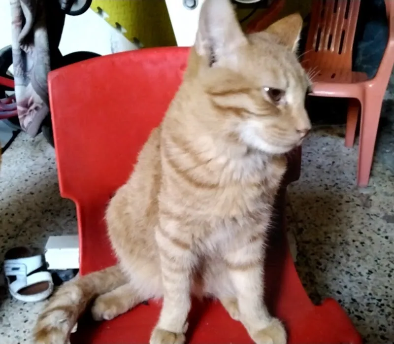 DogCat-Shop — Zoofachhandel, Zollikon, Zürich. Foto 2