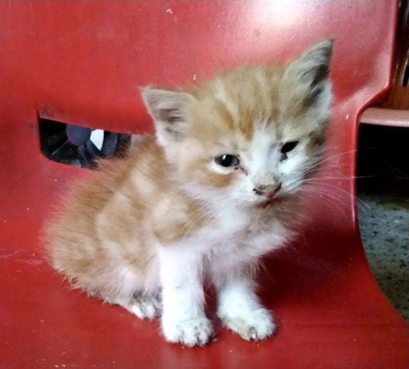 DogCat-Shop — Zoofachhandel, Zollikon, Zürich. Foto 3