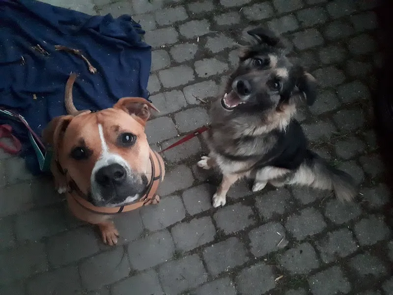 0816 Tierbetreuung — Katzenpension in Gontenschwil, Aargau. Bewertung 5.0/5.