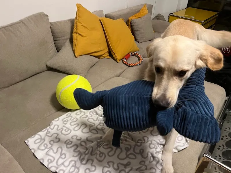 Fressnapf Dietikon — Zoofachhandel, Dietikon, Zürich. Foto 3