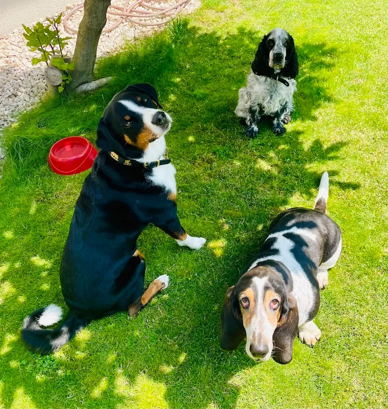 4-Pfotenbetreuung by Melanie — Katzenpension in Duggingen, Basel-Landschaft. Bewertung 5.0/5.