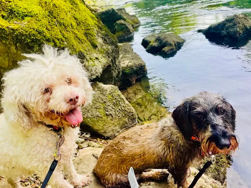 4-Pfotenbetreuung by Melanie — Pension pour chats, Duggingen, Bâle-Campagne. Foto 3