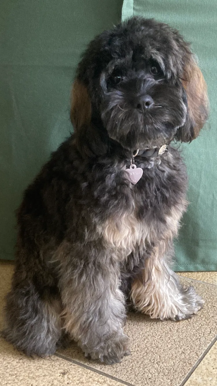 Fressnapf Salon Bachenbülach — Animalerie, Bülach, Zurich. Foto 2