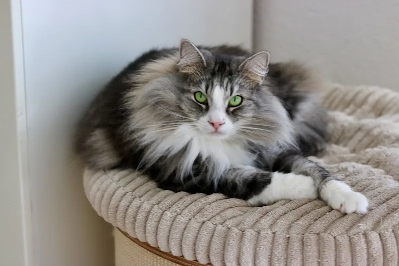 Büsi Blitz — Katzenpension in Lostorf, Solothurn. Bewertung 5.0/5.