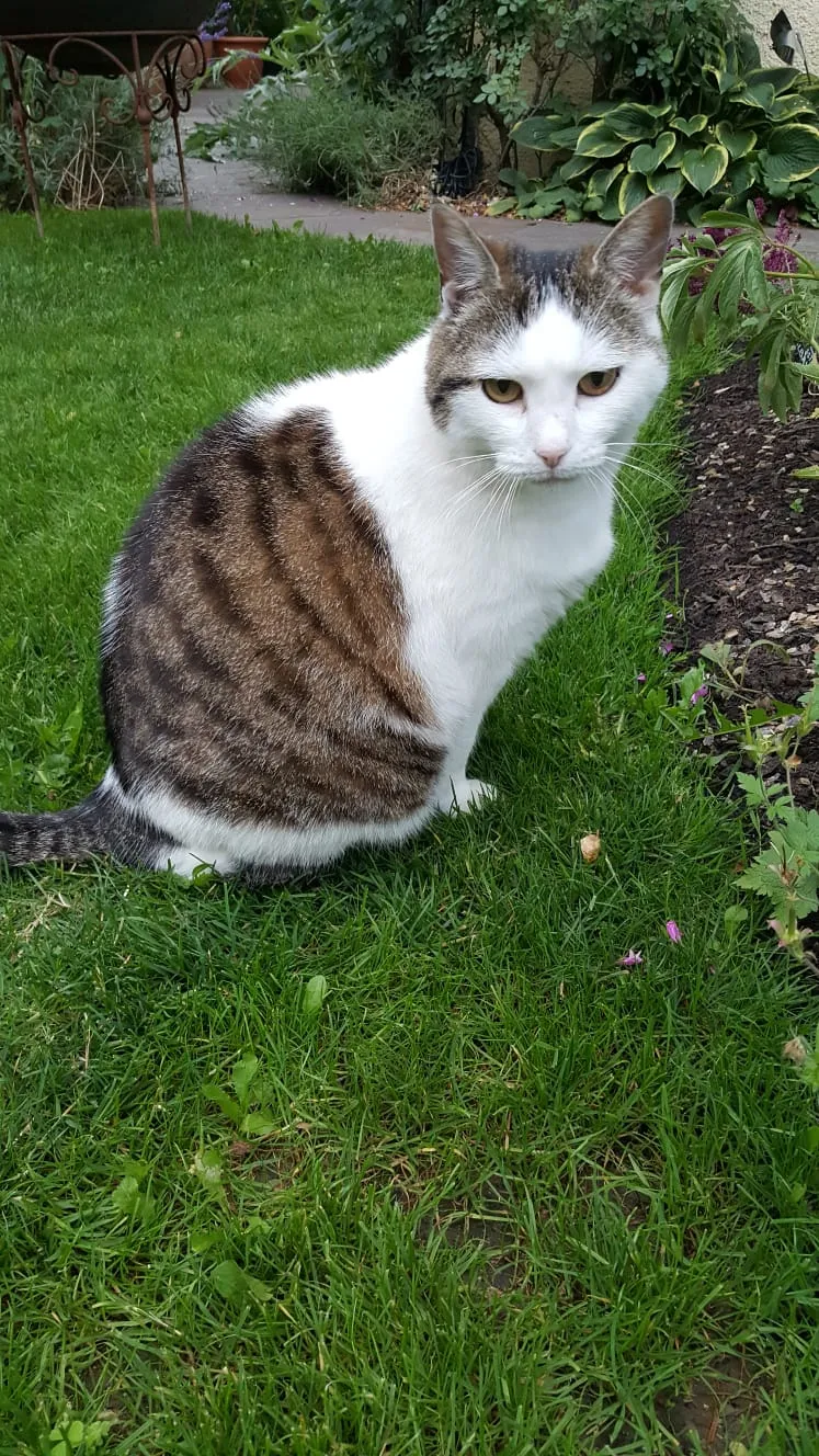 Büsi Blitz — Katzenpension, Lostorf, Solothurn. Foto 3