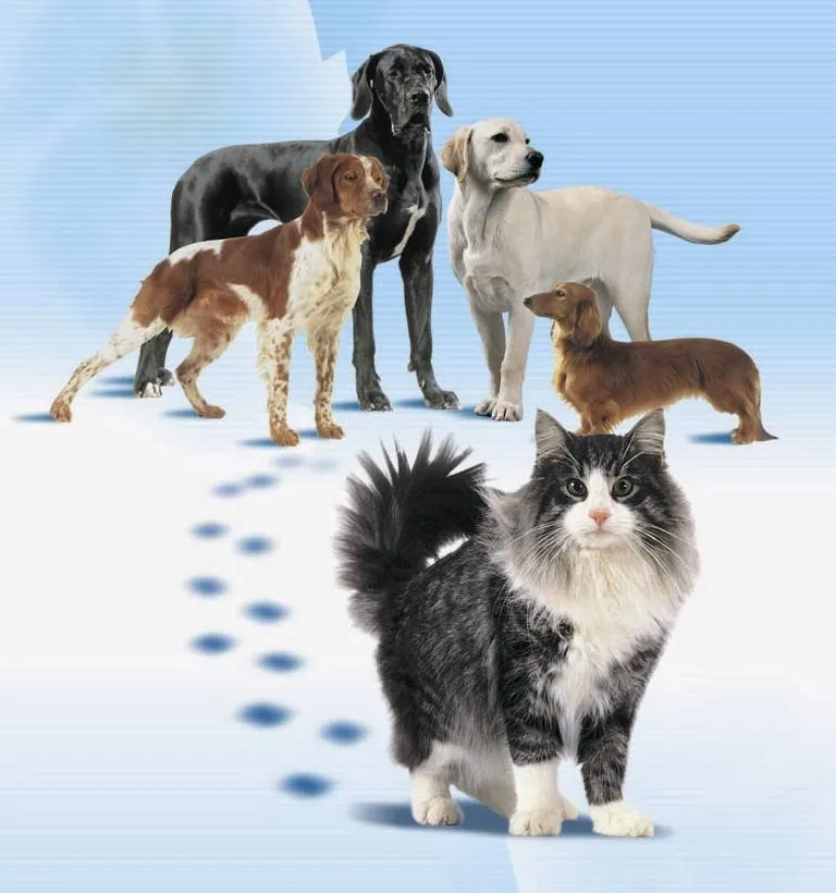 Futternapf GmbH — Animalerie, Dällikon, Zurich. Foto 3