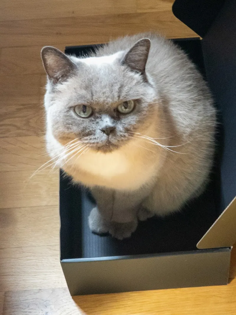 Büsisitter Solothurn — Katzenpension in Solothurn, Solothurn. 