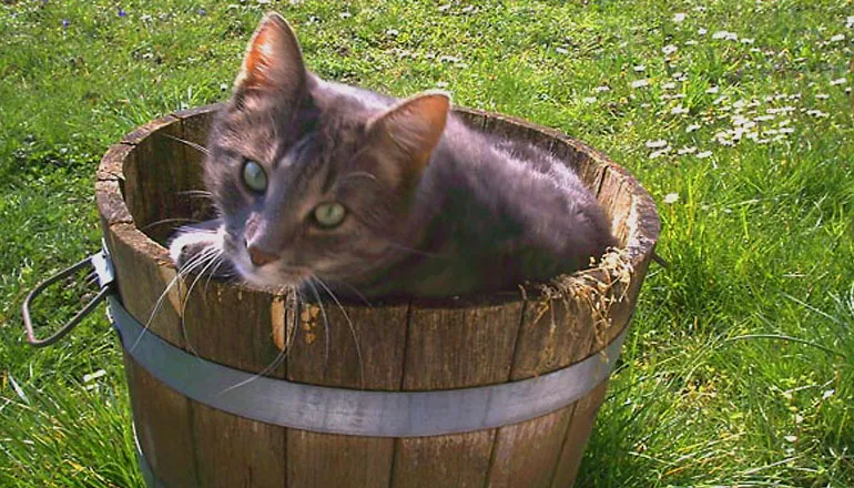 «Sorglos Verreisen» Haus- und Tierbetreuung Aarau — Katzenpension in Aarau, Aargau. Bewertung 4.5/5.