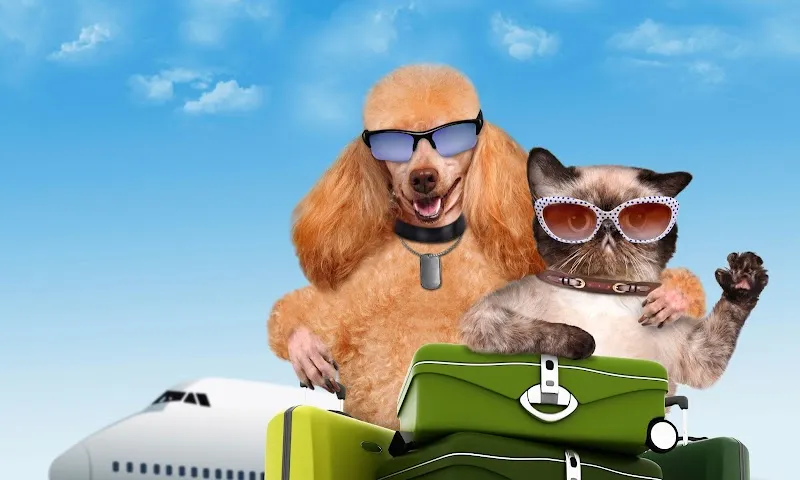 «Sorglos Verreisen» Haus- und Tierbetreuung Aarau — Katzenpension, Aarau, Aargau. Foto 3