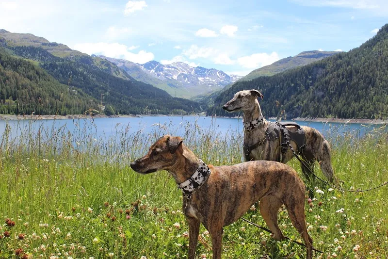 Hunde- und Katzenfutter Gina & Fritz - Onlineshop — Animalerie, Sins, Argovie. Foto 2