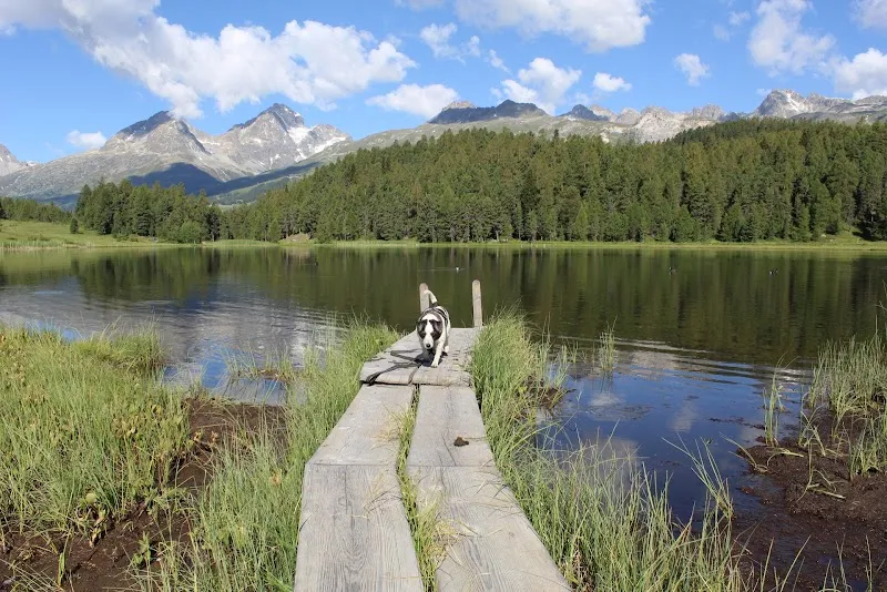 Hunde- und Katzenfutter Gina & Fritz - Onlineshop — Animalerie, Sins, Argovie. Foto 3