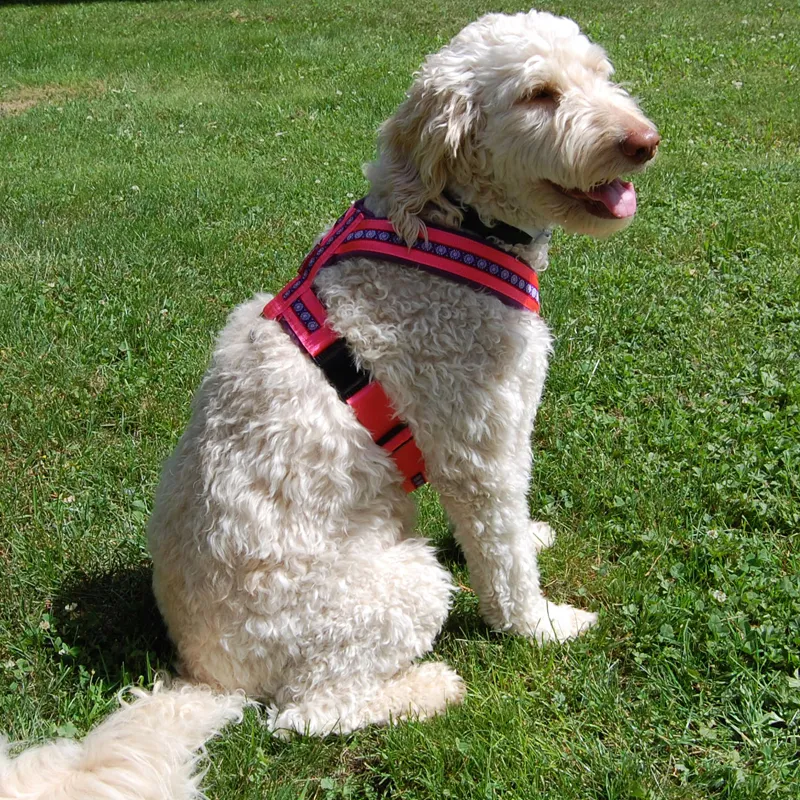 Hundesachen.ch — Animalerie, Bülach, Zurich. Foto 2