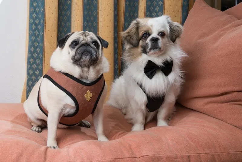 Joschi's Eleganz — Zoofachhandel in Rüschlikon, Zürich. Bewertung 5.0/5.