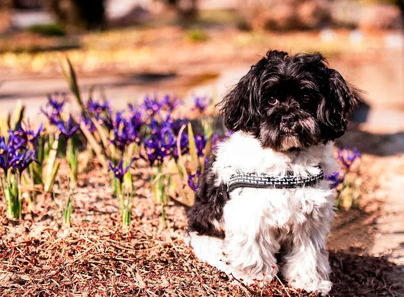 Joschi's Eleganz — Zoofachhandel, Rüschlikon, Zürich. Foto 2