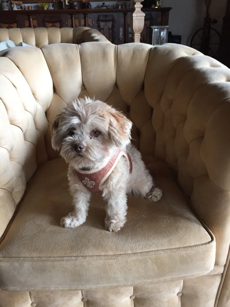 Joschi's Eleganz — Zoofachhandel, Rüschlikon, Zürich. Foto 3