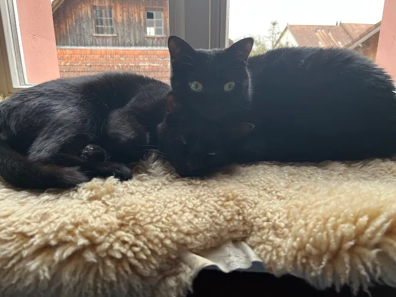 Kori Kusa GmbH — Animalerie, Willerzell, Schwyz. Foto 2