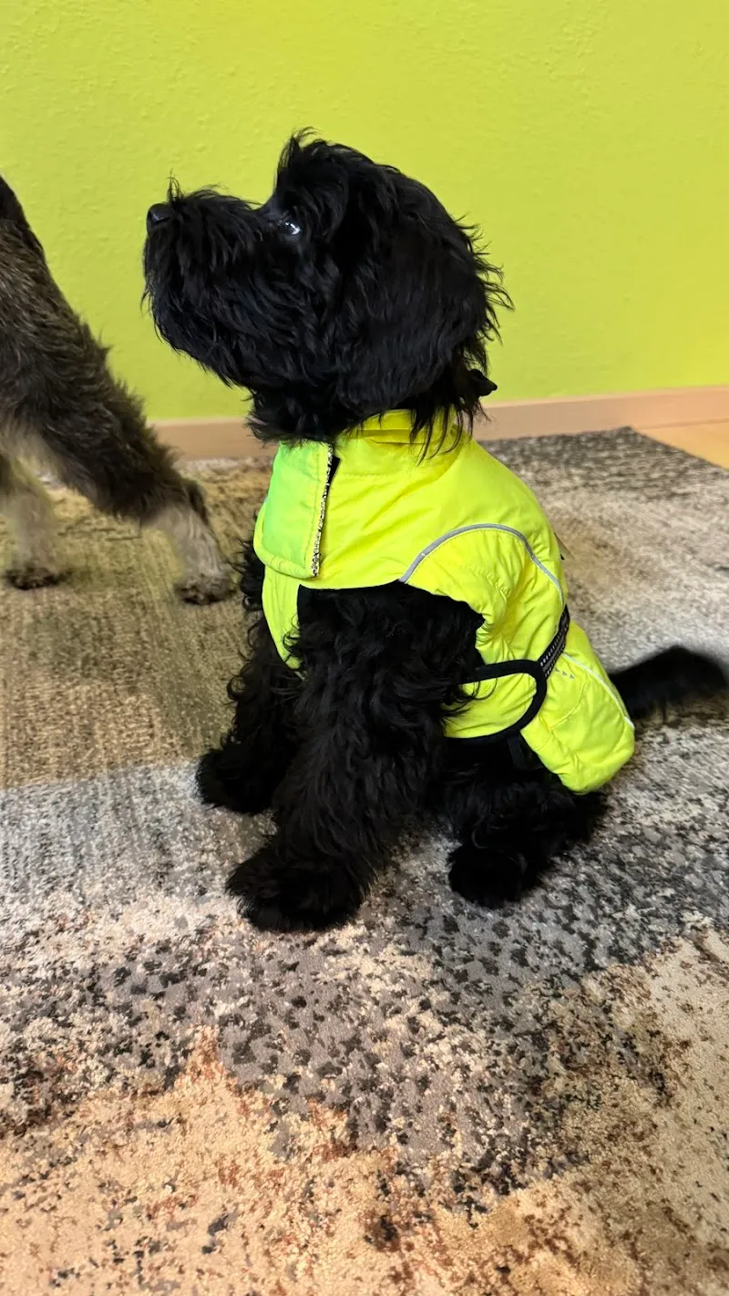 Mary´s Katzen- und Hundeshop — Animalerie, Pfäffikon, Zurich. Foto 3