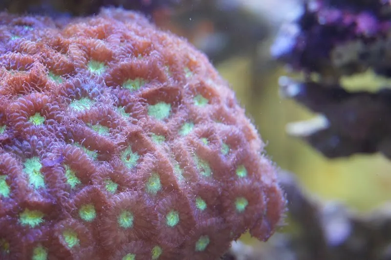 Meerwassershop — Zoofachhandel in Uster, Zürich. Bewertung 4.8/5.