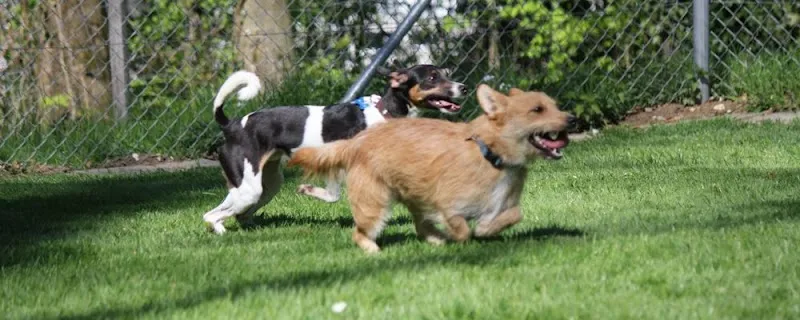 Hunde- und Katzenpension Röti GmbH — Katzenpension in Mumpf, Aargau. Bewertung 4.8/5.