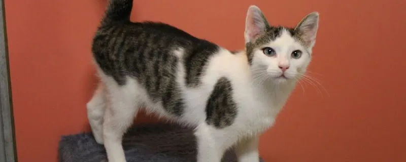 Hunde- und Katzenpension Röti GmbH — Servizio per animali, Mumpf, Argovia. Foto 2