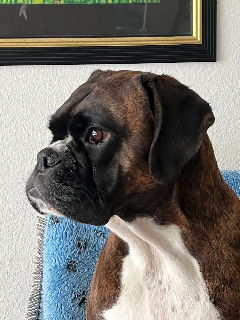 Hunde- und Katzenpension Röti GmbH — Servizio per animali, Mumpf, Argovia. Foto 3