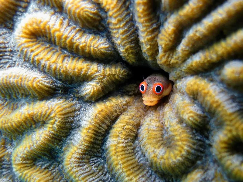 Nano-Riff Meerwasseraquaristik — Zoofachhandel in Richterswil, Zürich. Bewertung 4.7/5.