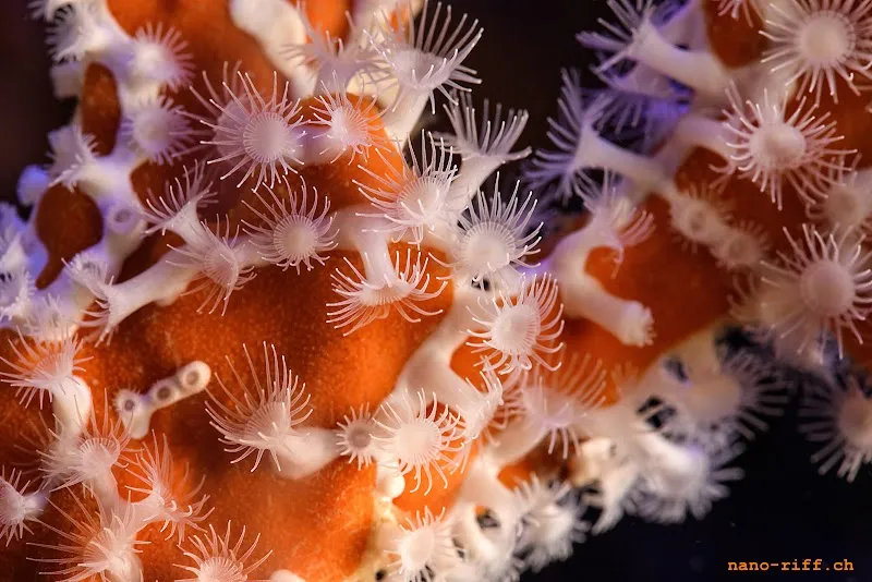 Nano-Riff Meerwasseraquaristik — Animalerie, Richterswil, Zurich. Foto 2