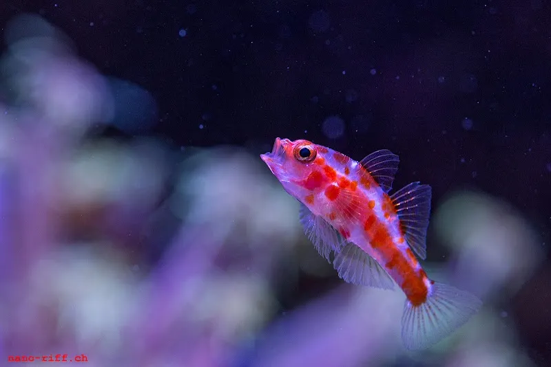 Nano-Riff Meerwasseraquaristik — Animalerie, Richterswil, Zurich. Foto 3