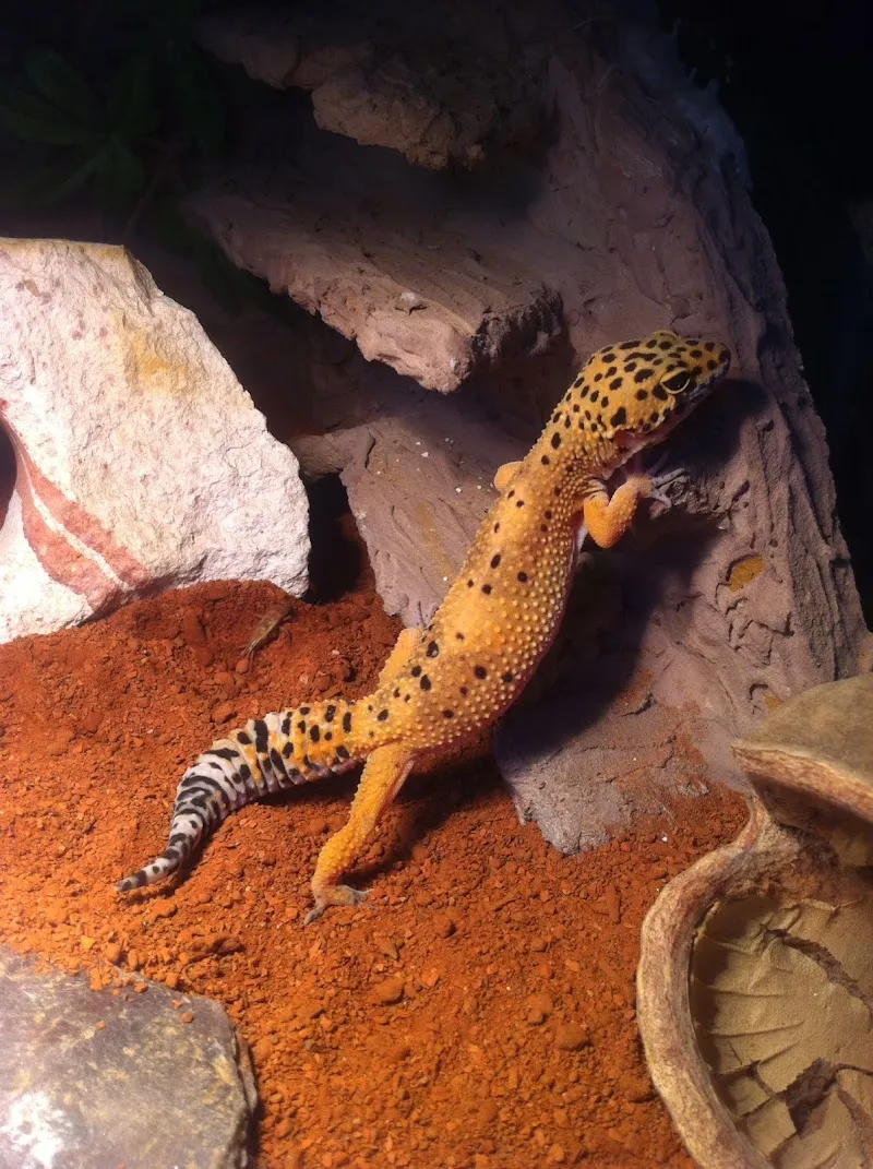 Nathifas Gecko Zucht — Zoofachhandel in Winterthur, Zürich. Bewertung 5.0/5.