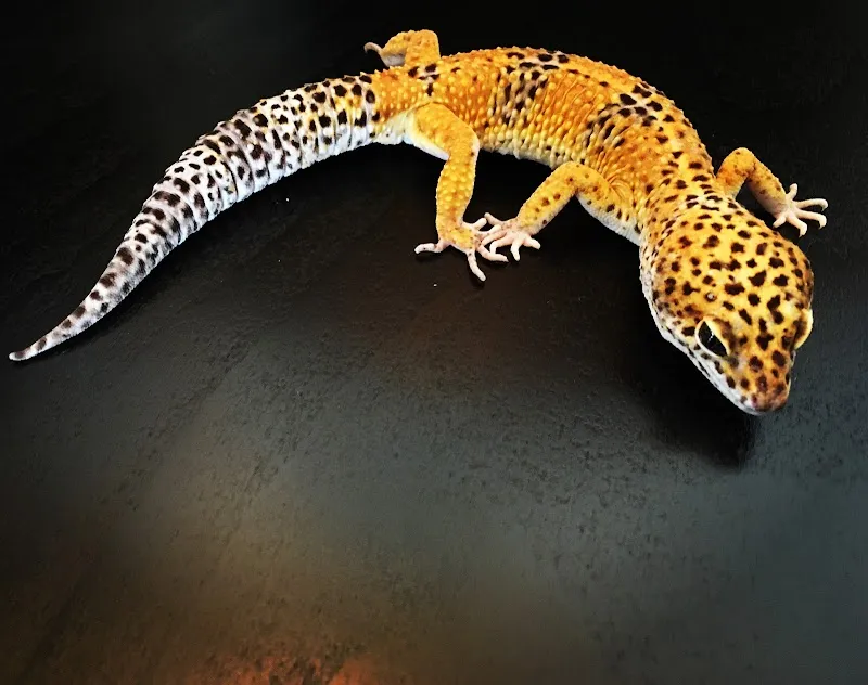 Nathifas Gecko Zucht — Zoofachhandel, Winterthur, Zürich. Foto 3