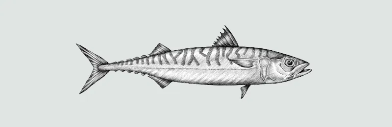 Original Fish — Zoofachhandel, Küsnacht, Zürich. Foto 2