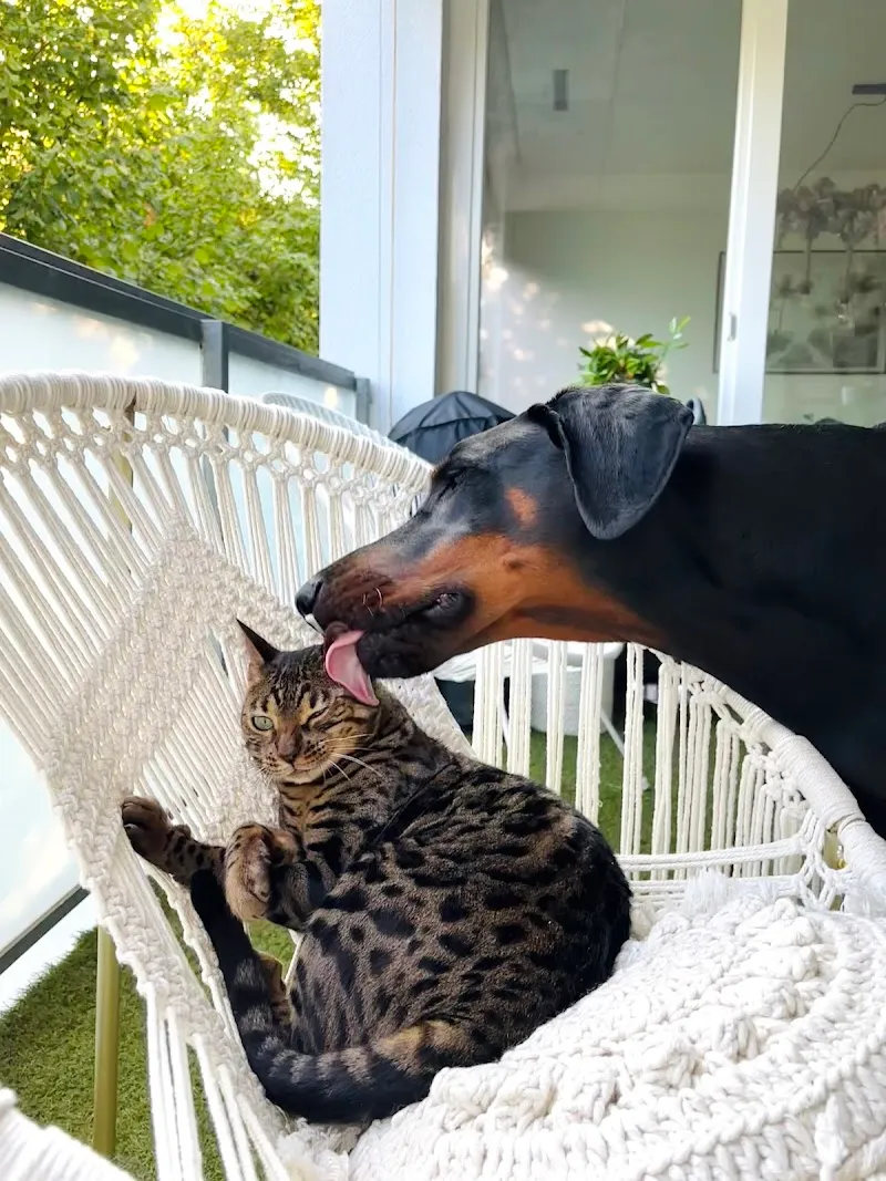 PLATINUM SWISS AG — Animalerie, Horgen, Zurich. Foto 2