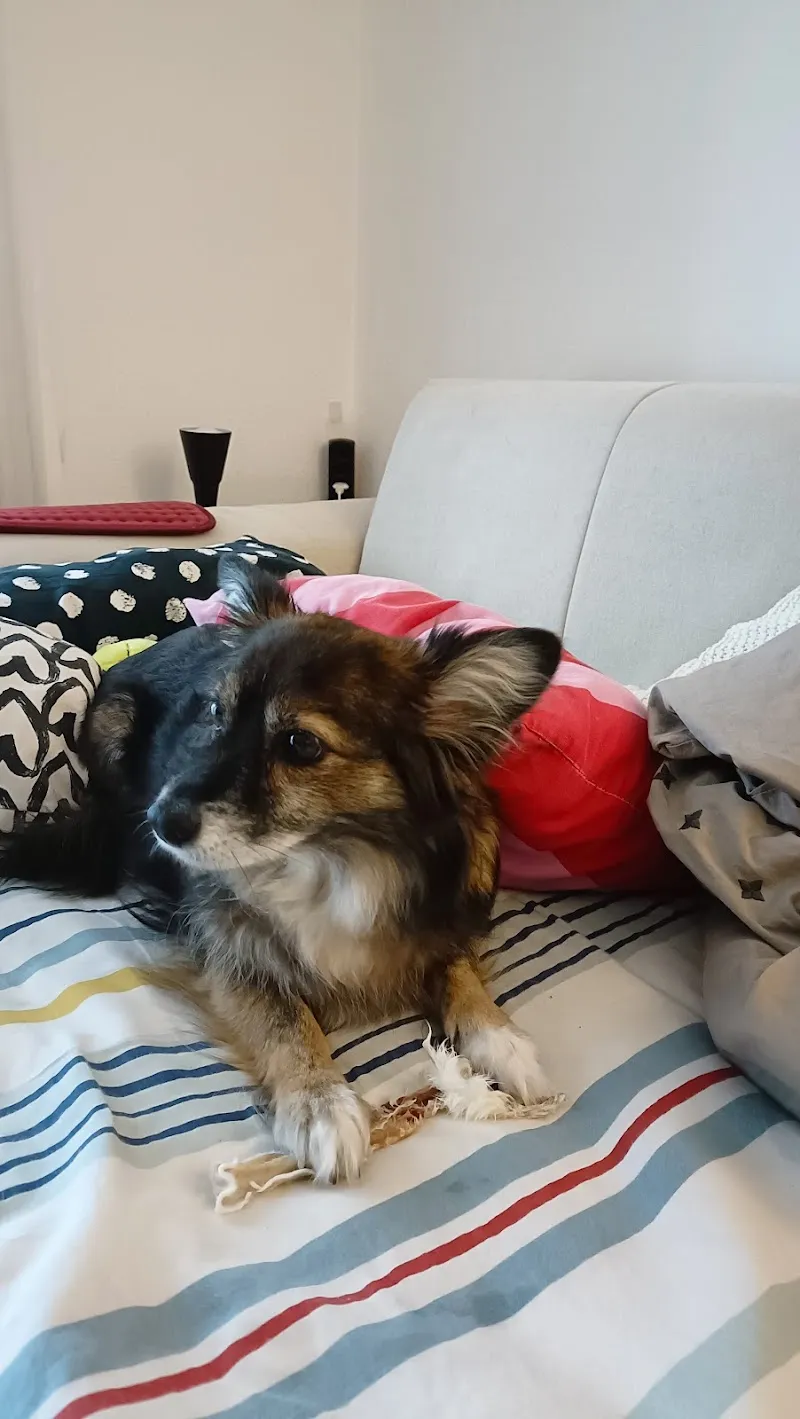 PLATINUM SWISS AG — Animalerie, Horgen, Zurich. Foto 3