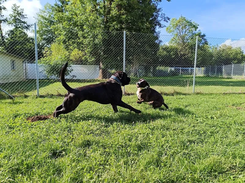 Hundeferienheim Forellenbach — Katzenpension in Therwil, Basel-Landschaft. Bewertung 4.5/5.