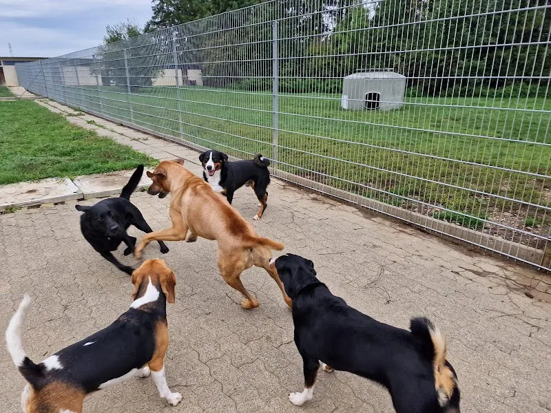Hundeferienheim Forellenbach — Pension pour chats, Therwil, Bâle-Campagne. Foto 2